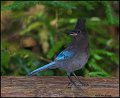_0SB6262 stellers jay
